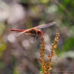Sympetrum fonscolombii (red-veined dater)
