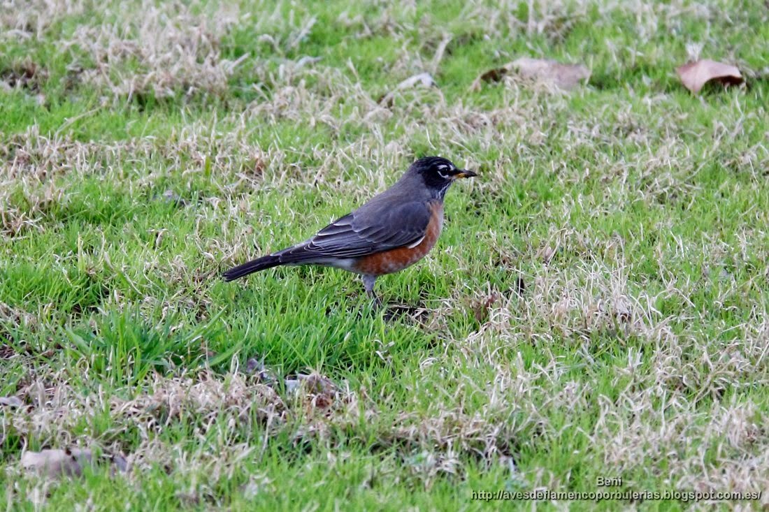 Mirlo primavera o zorzal robin, o mirlo americano, o american robin, o Turdus migratorius