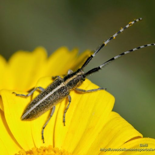 Agapanthia cardui (longicornio de los cardos)