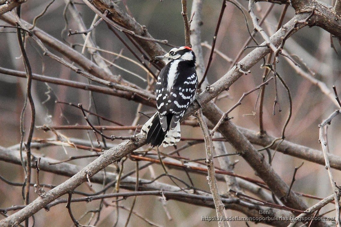 Pico pubescente o downy woodpecker o Dryobates pubescens