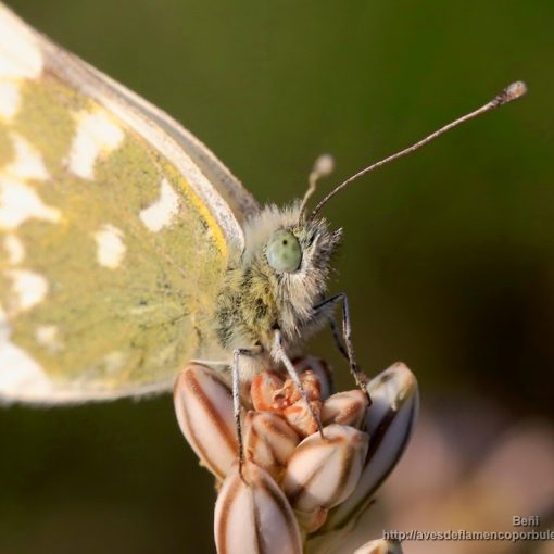 Pontia daplidice (mariposa de la mostaza, bath white)