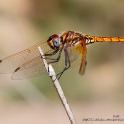 Sympetrum fonscolombii (red-veined dater)
