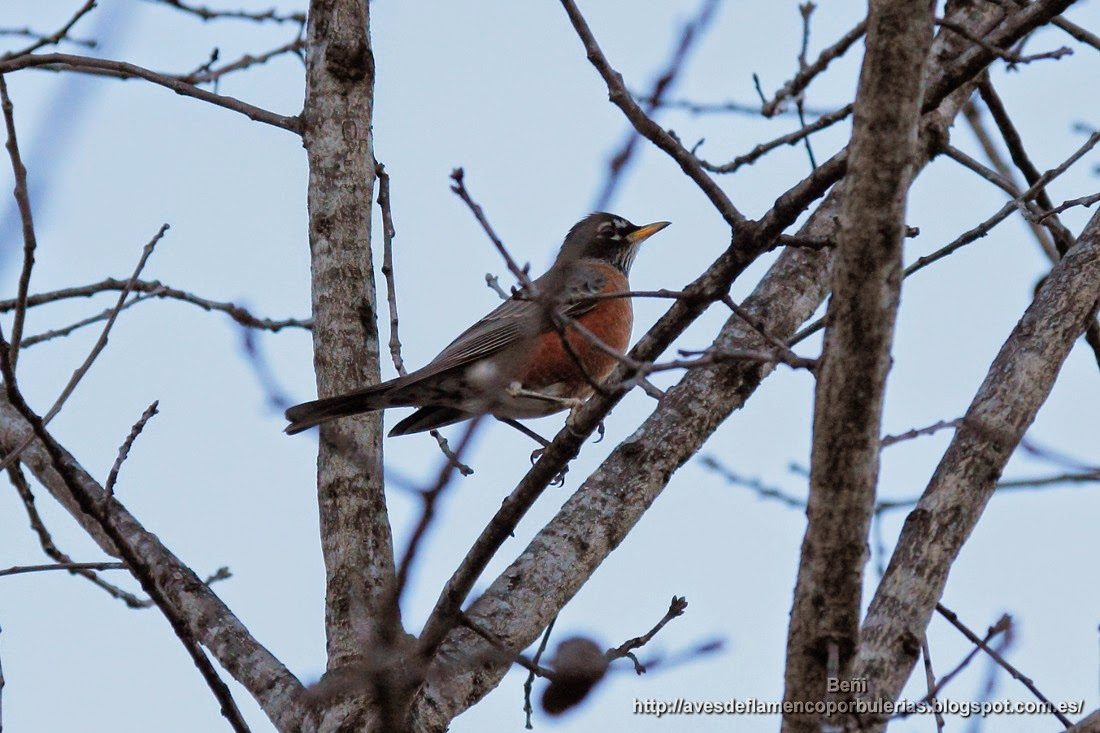 Mirlo primavera o zorzal robin, o mirlo americano, o american robin, o Turdus migratorius