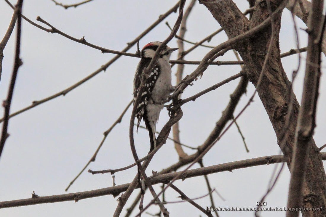 Pico pubescente o downy woodpecker o Dryobates pubescens