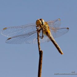Sympetrum fonscolombii (red-veined dater)
