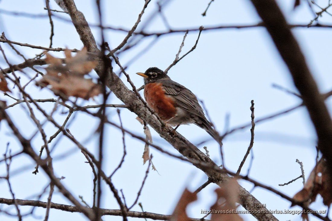 Mirlo primavera o zorzal robin, o mirlo americano (american robin, o Turdus migratorius)