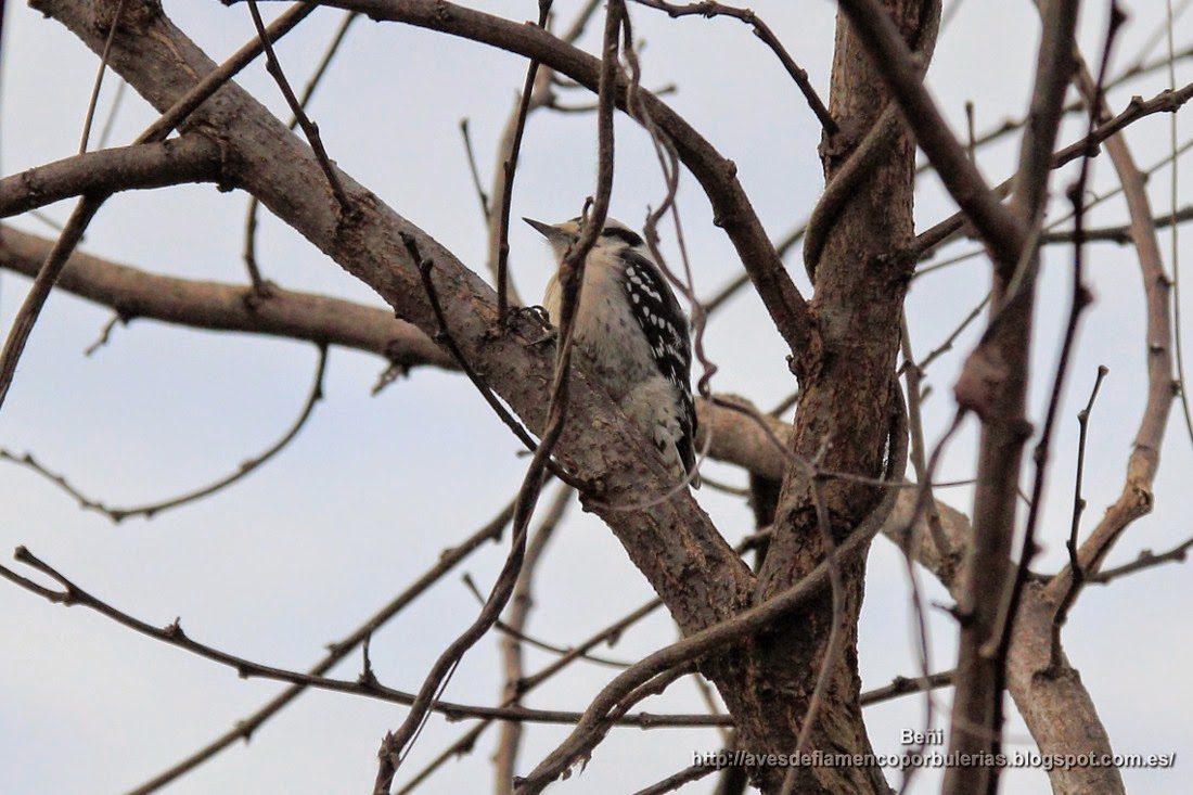 Pico pubescente o downy woodpecker o Dryobates pubescens