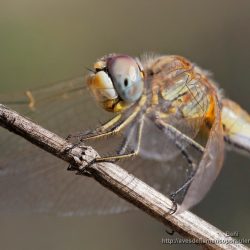 Sympetrum fonscolombii (red-veined dater)