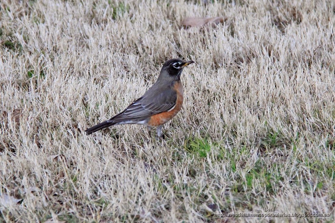 Mirlo primavera o zorzal robin, o mirlo americano, o american robin, o Turdus migratorius