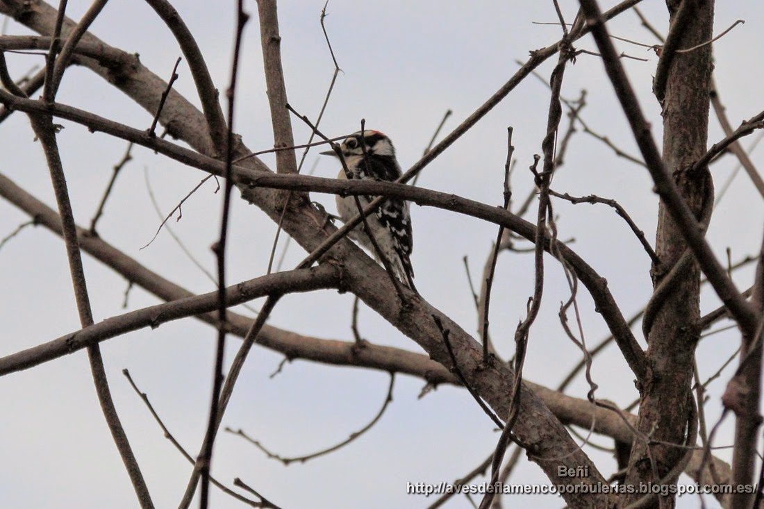 Pico pubescente o downy woodpecker o Dryobates pubescens