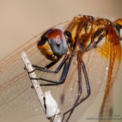 Sympetrum fonscolombii (red-veined dater)