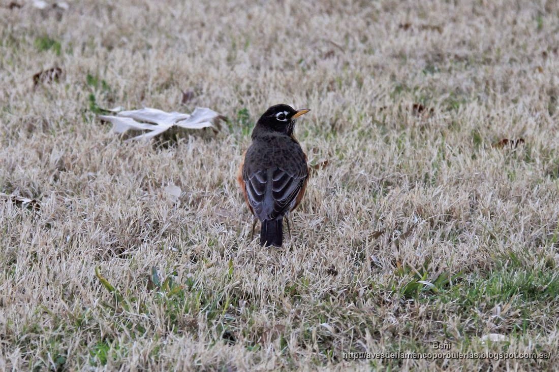 Mirlo primavera o zorzal robin, o mirlo americano, o american robin, o Turdus migratorius