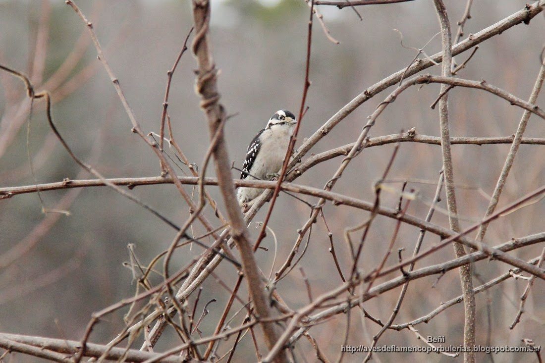 Pico pubescente o downy woodpecker o Dryobates pubescens
