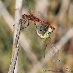 Sympetrum fonscolombii (red-veined dater)