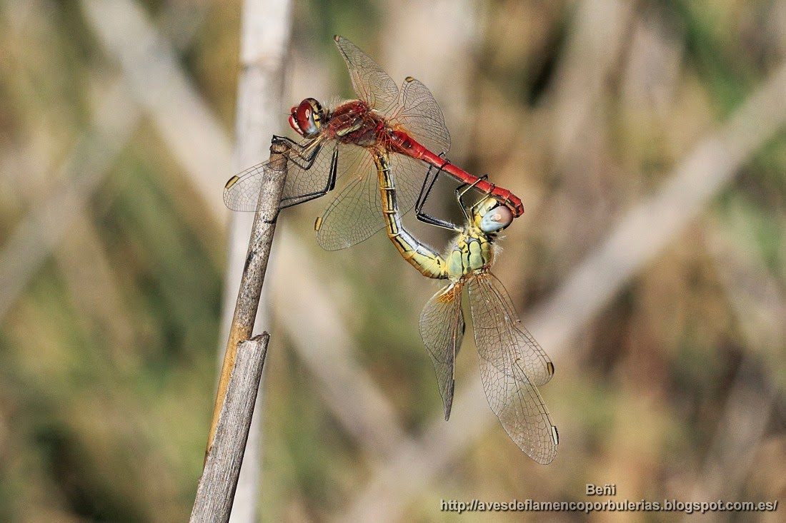 Sympetrum fonscolombii (red-veined dater)