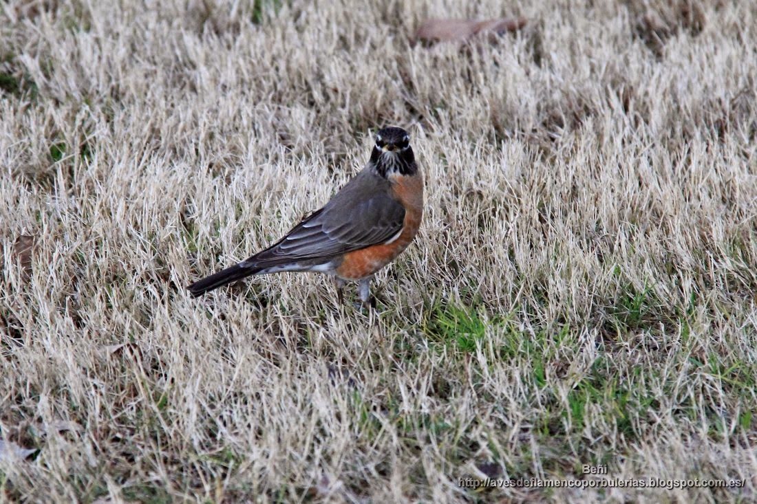 Mirlo primavera o zorzal robin, o mirlo americano, o american robin, o Turdus migratorius