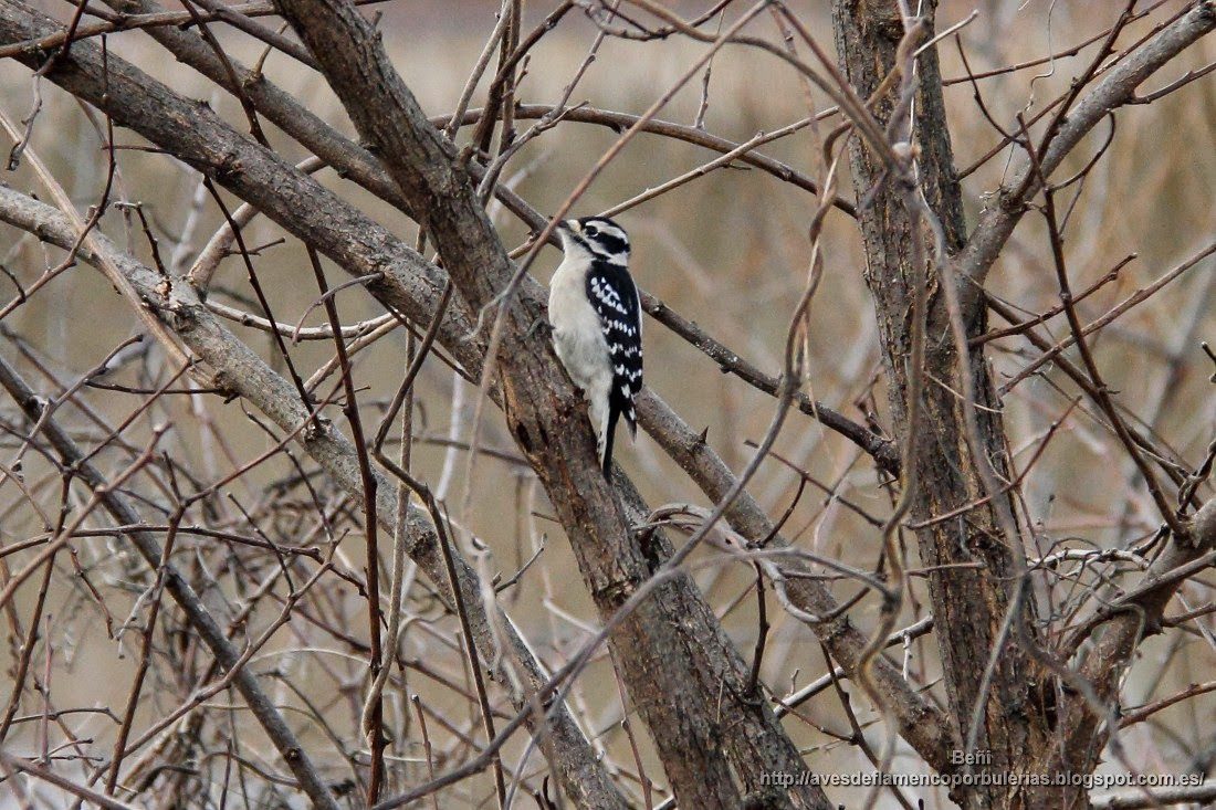 Pico pubescente o downy woodpecker o Dryobates pubescens