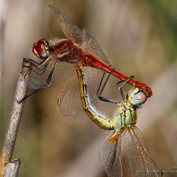 Sympetrum fonscolombii (red-veined dater)