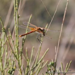 Sympetrum fonscolombii (red-veined dater)