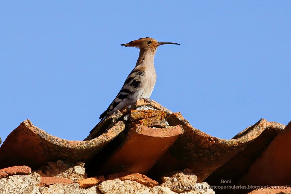 Abubilla común o Common hoopoe o Upupa epops