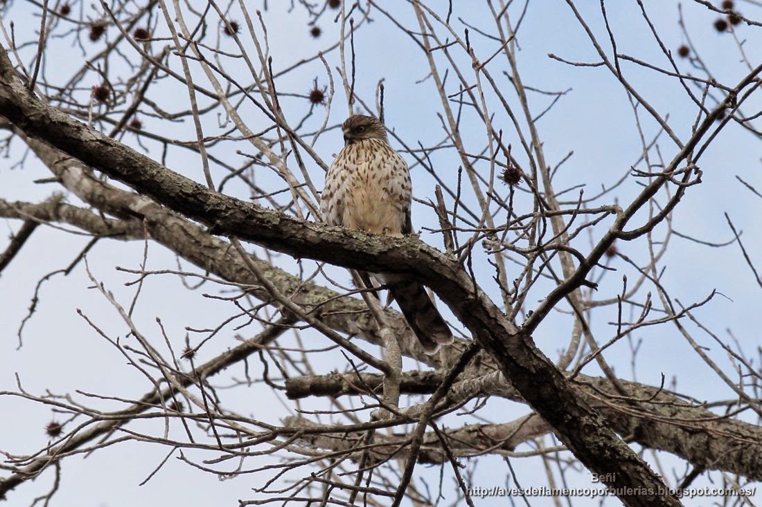Busardo de hombro rojo (red-shouldered hawk o Buteo lineatus)
