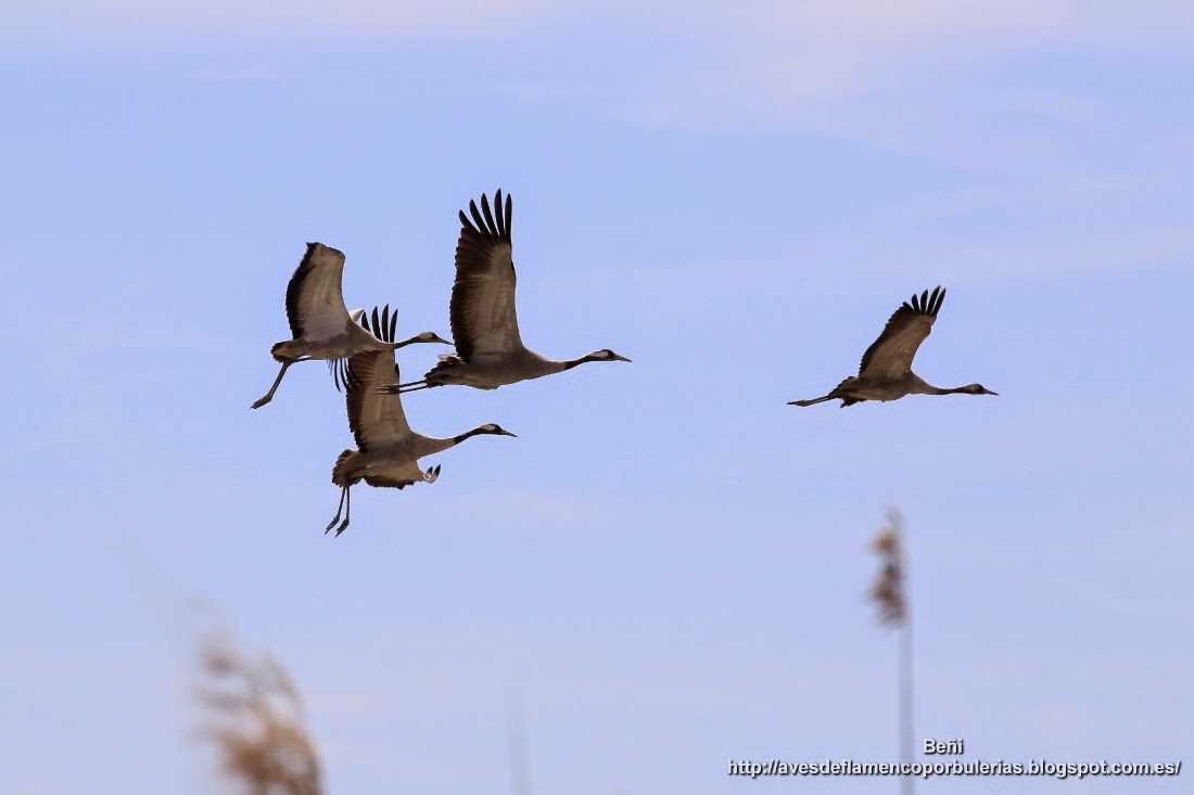 Grulla común o common crane o Grus grus.