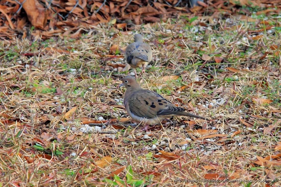 Zenaida huilota o mourning dove o Zenaida macroura