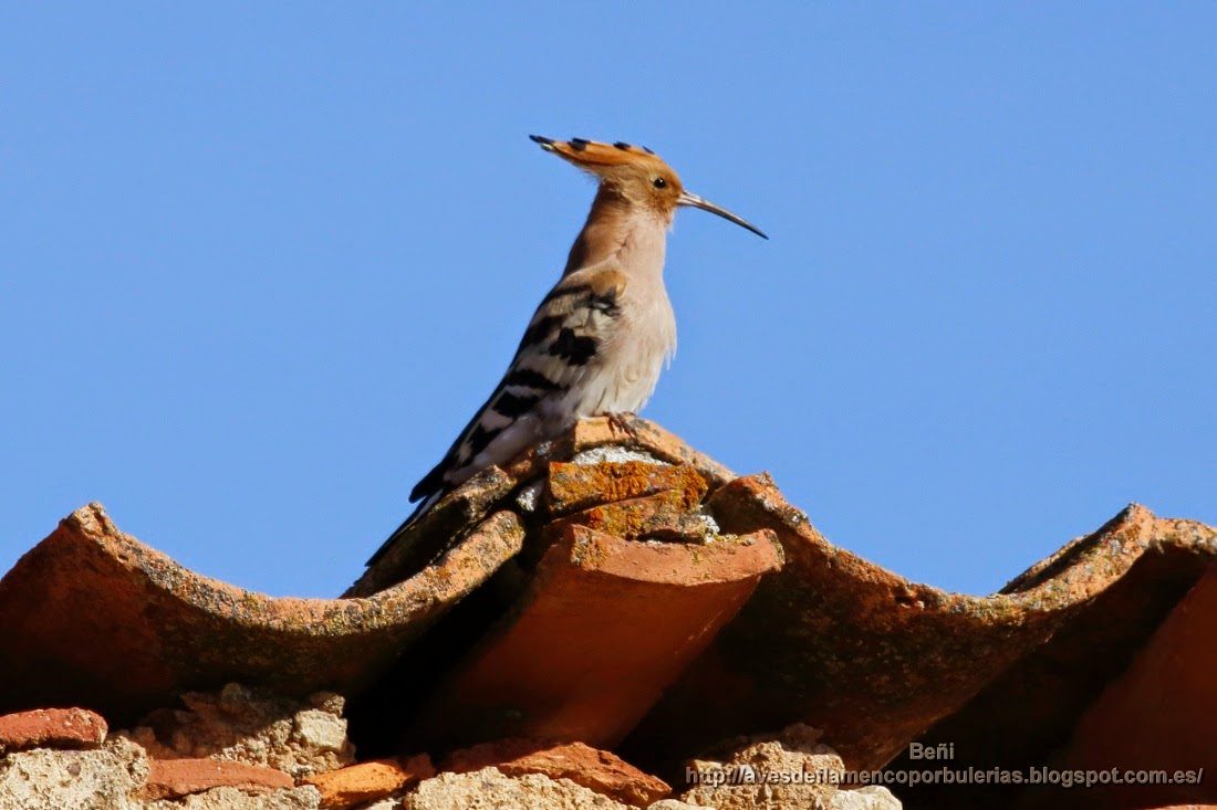 Abubilla común o Common hoopoe o Upupa epops