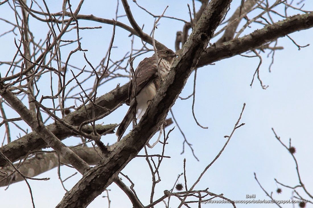 Busardo de hombro rojo (red-shouldered hawk o Buteo lineatus)