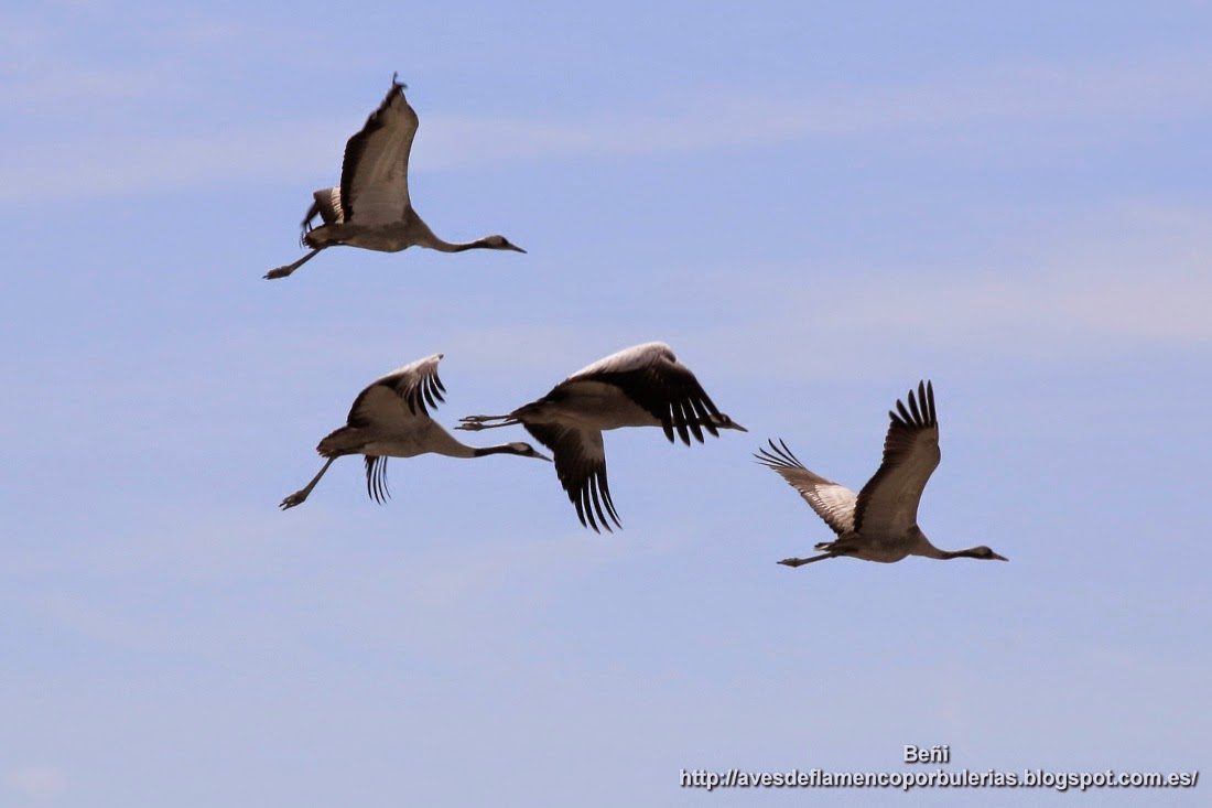 Grulla común o common crane o Grus grus.