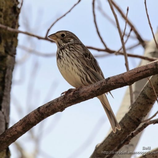Escribano triguero o corn bunting o Emberiza calandra