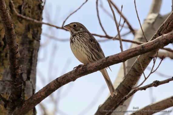 Escribano triguero o corn bunting o Emberiza calandra