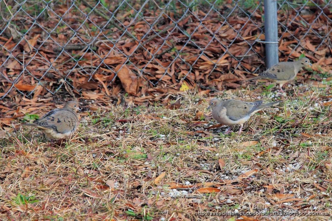 Zenaida huilota o mourning dove o Zenaida macroura