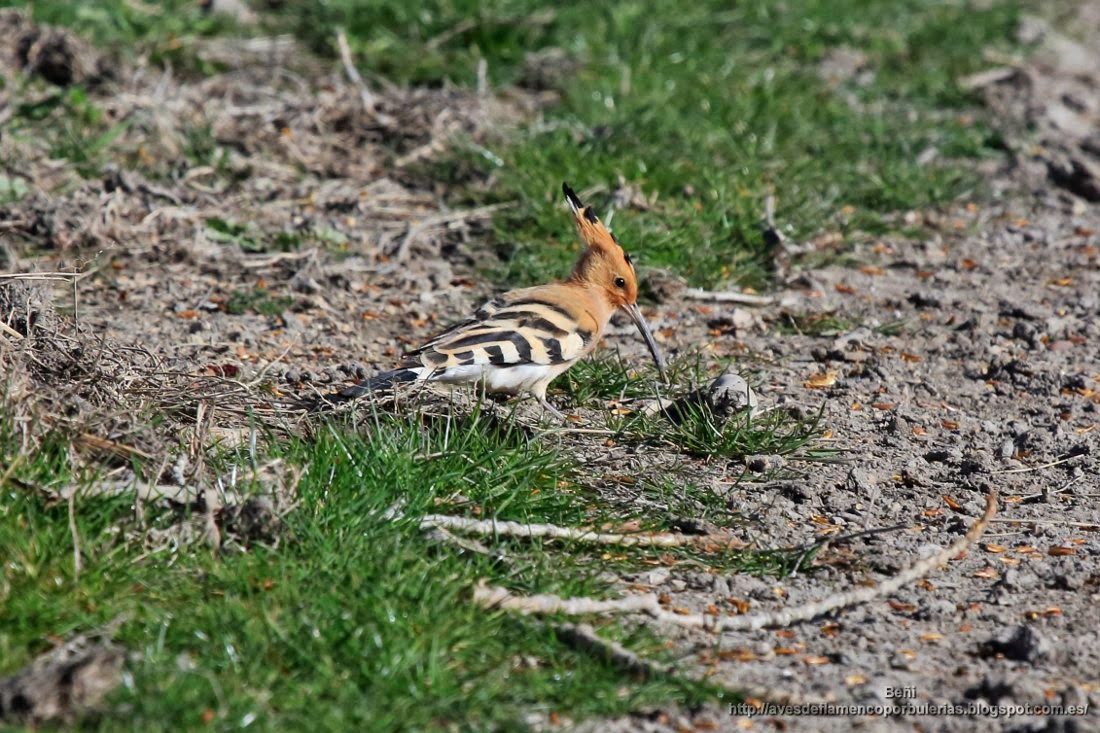 Abubilla común o Common hoopoe o Upupa epops