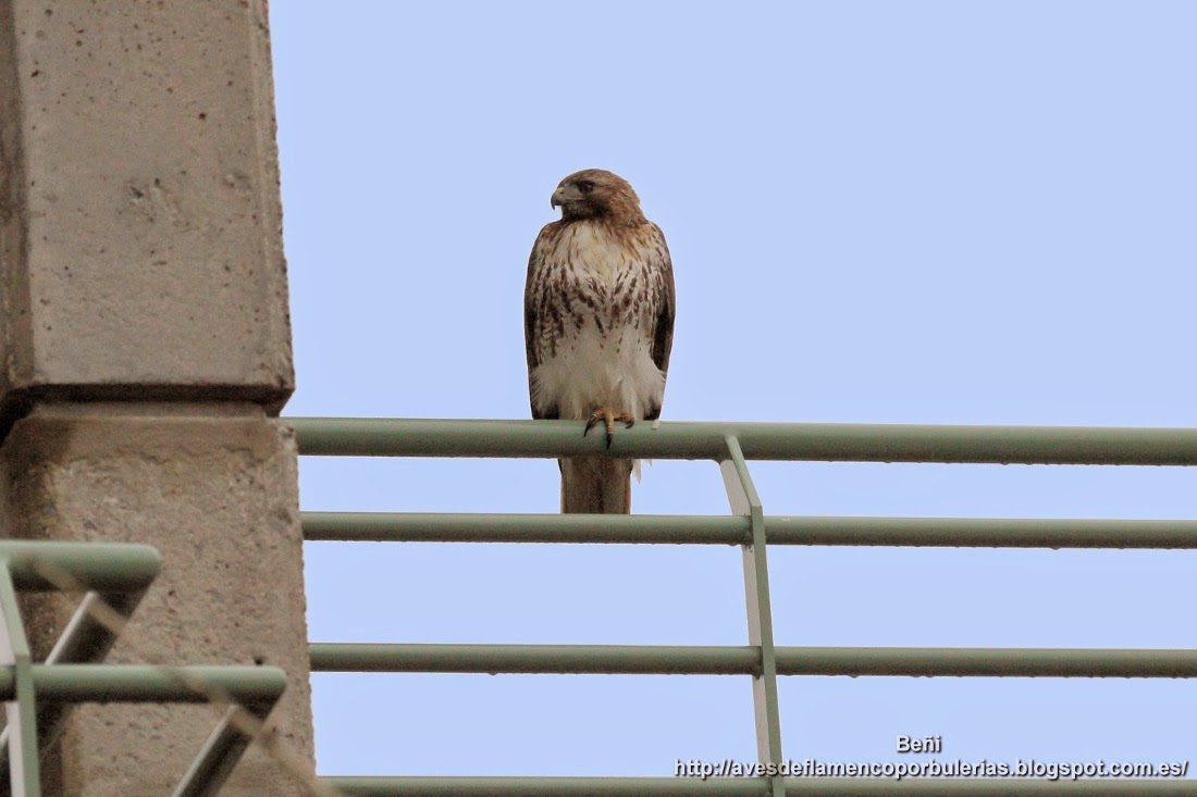 Busardo de hombro rojo (red-shouldered hawk o Buteo lineatus)