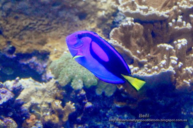 pez de arrecife de coral en el georgia aquarium