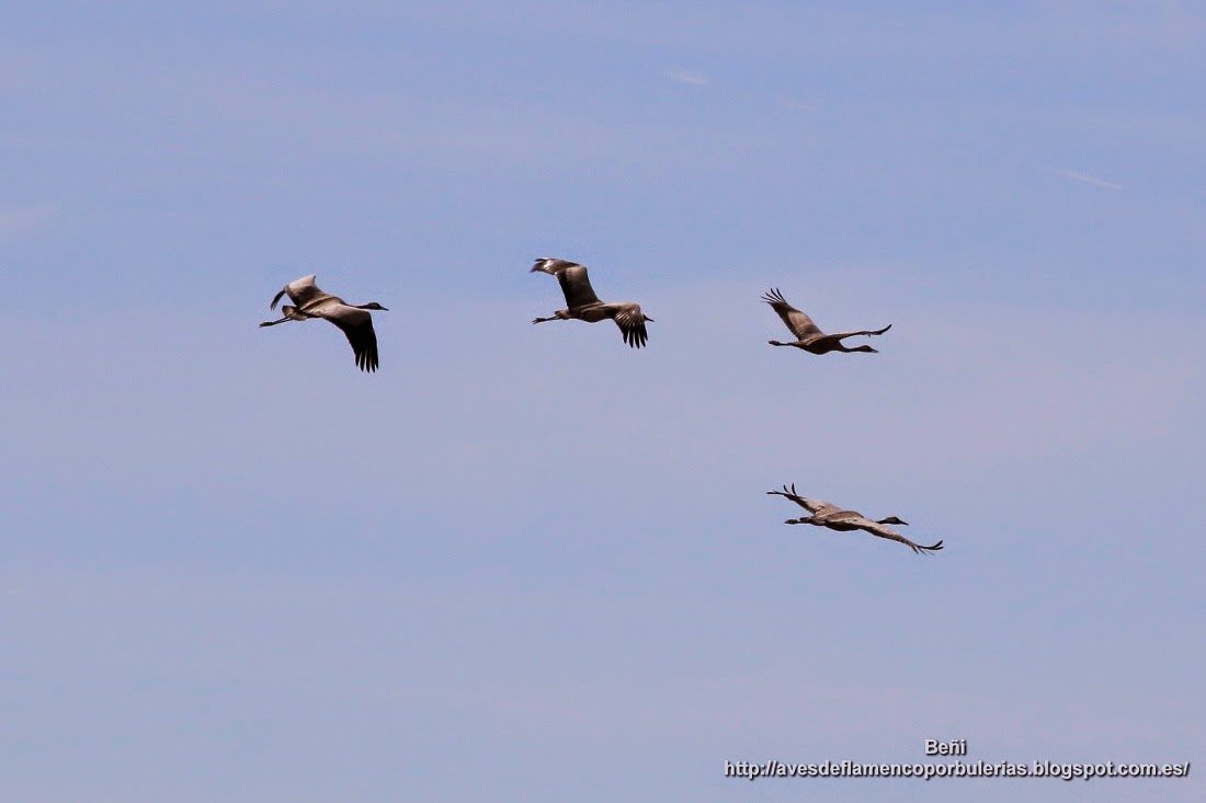 Grulla común o common crane o Grus grus.