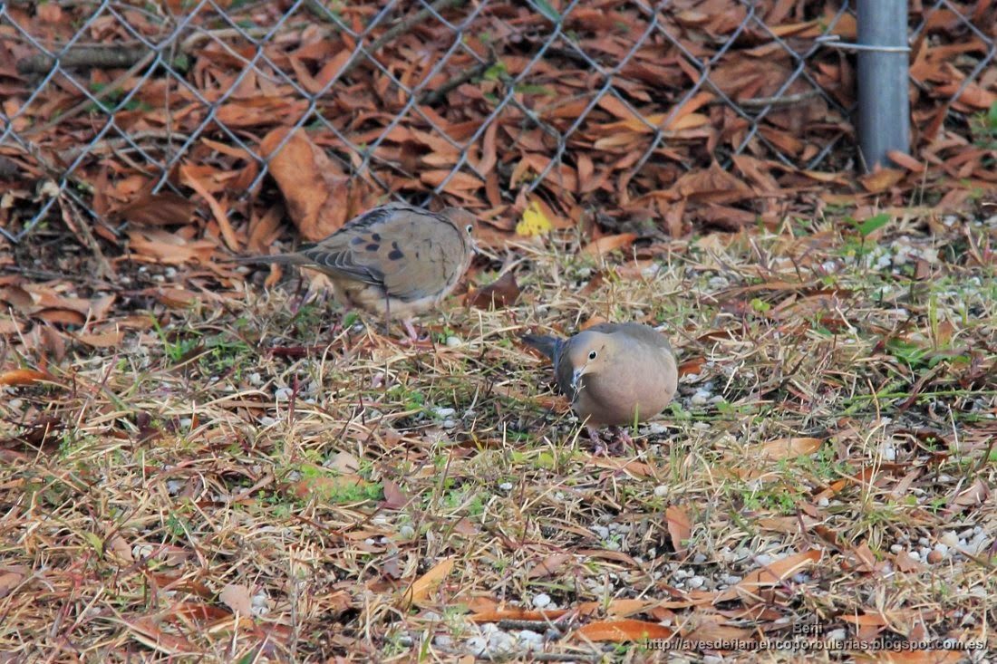 Zenaida huilota o mourning dove o Zenaida macroura