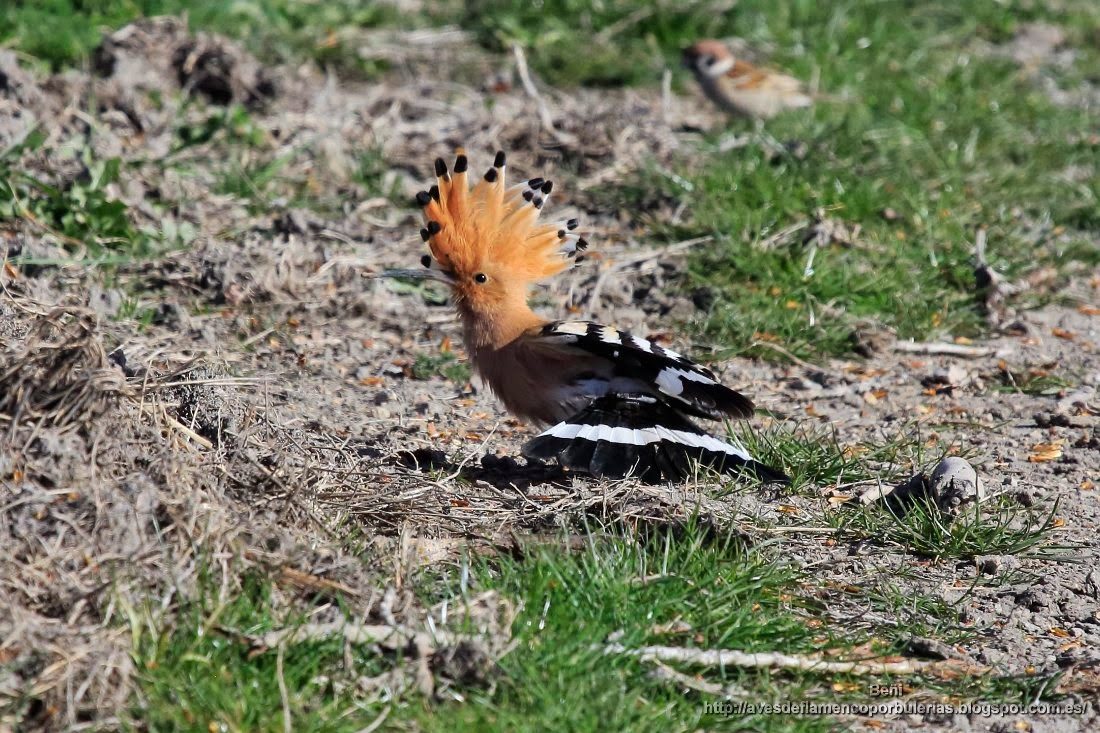 Abubilla común o Common hoopoe o Upupa epops