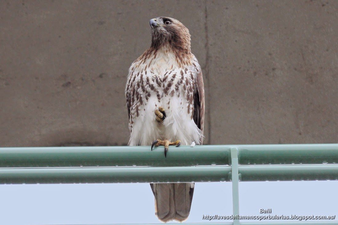 Busardo de hombro rojo (red-shouldered hawk o Buteo lineatus)