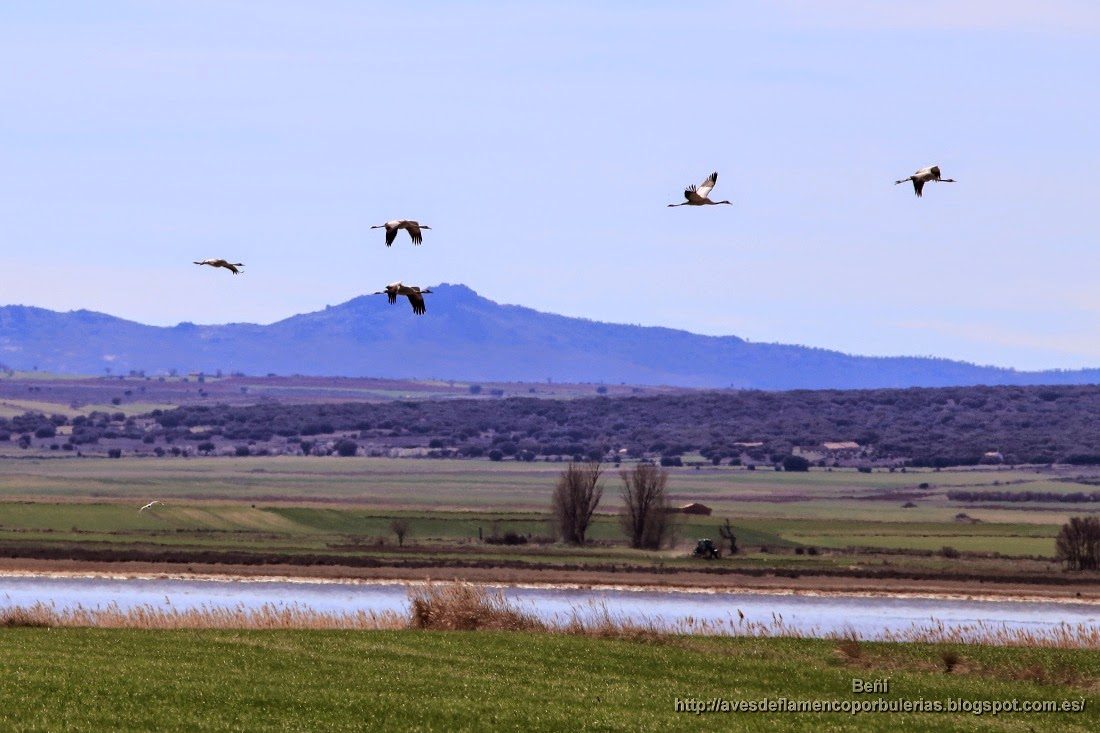 Grulla común o common crane o Grus grus.