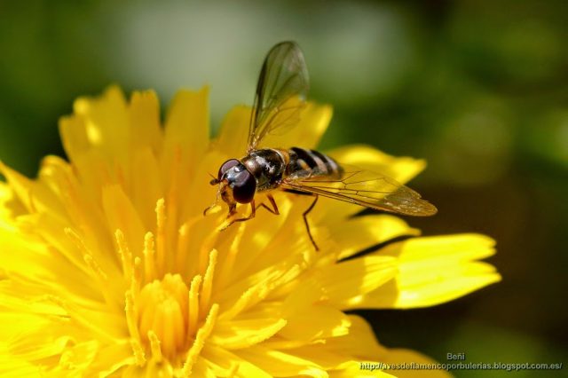 Sphaerophoria scripta