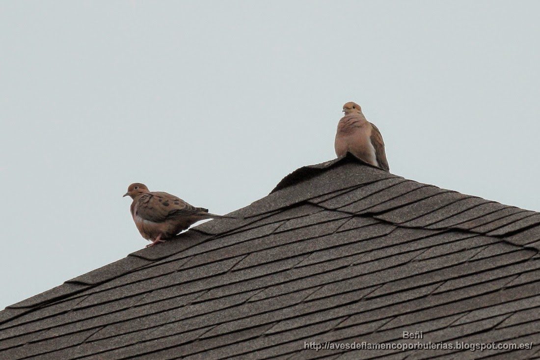 Zenaida huilota o mourning dove o Zenaida macroura