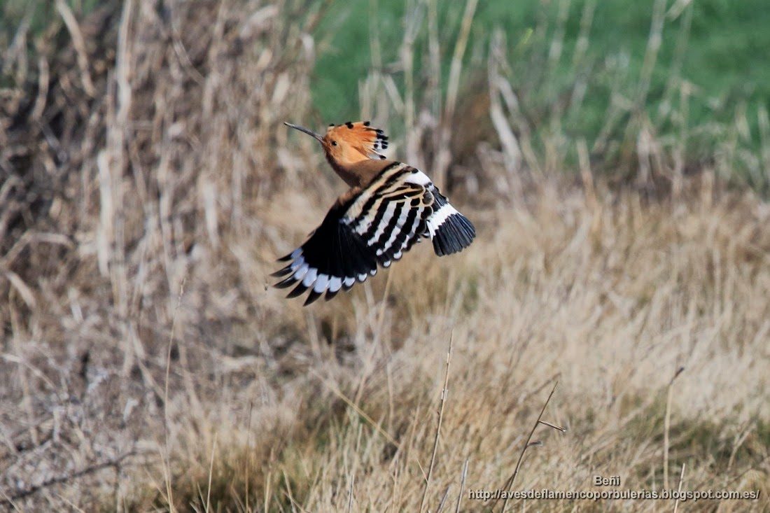 Abubilla común o Common hoopoe o Upupa epops