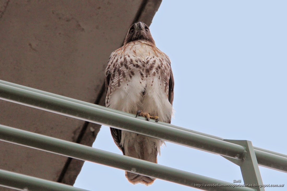 Busardo de hombro rojo (red-shouldered hawk o Buteo lineatus)