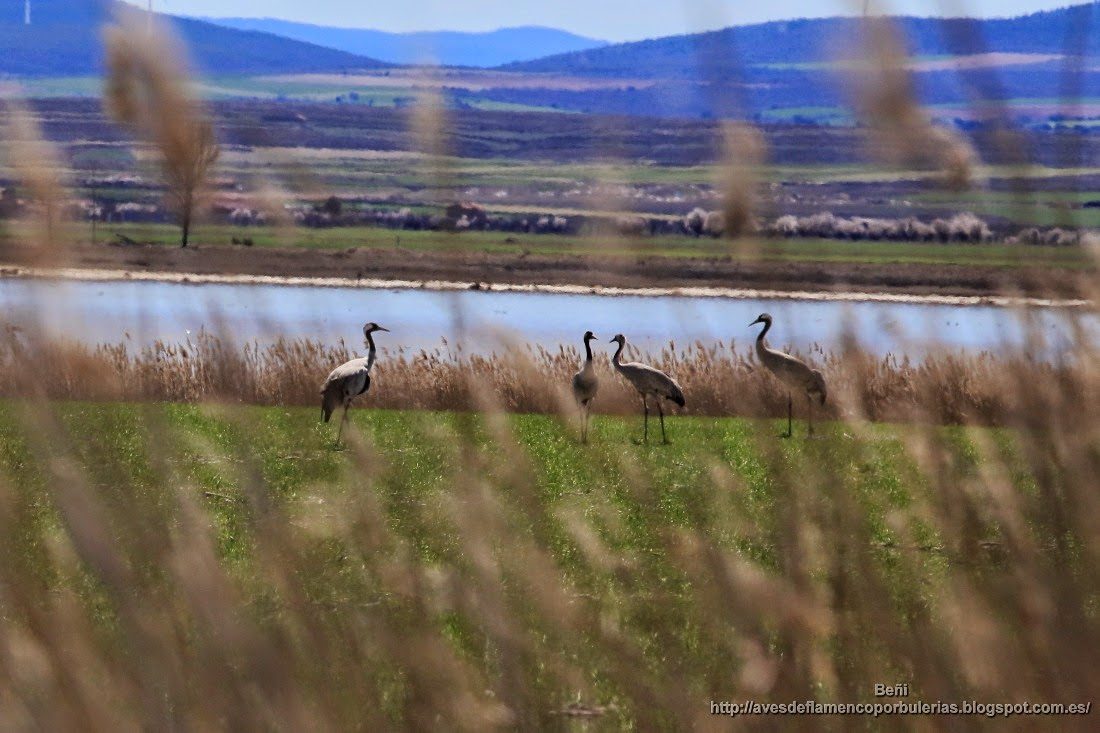 Grulla común o common crane o Grus grus.