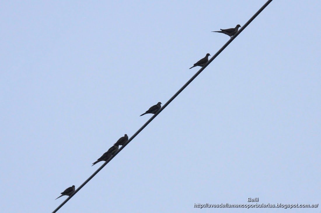 Zenaida huilota o mourning dove o Zenaida macroura