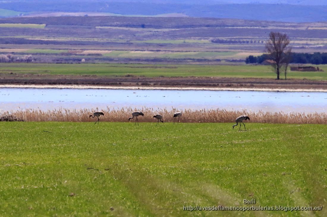 Grulla común o common crane o Grus grus.