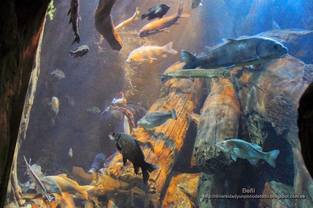 El River Scout del georgian aquarium de atlanta