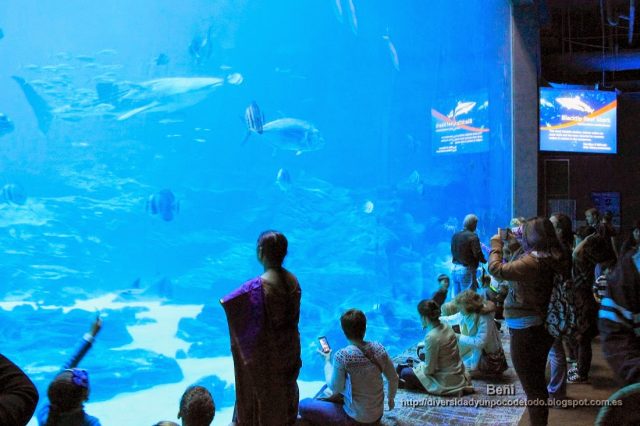 Ocean Voyager georgia aquarium